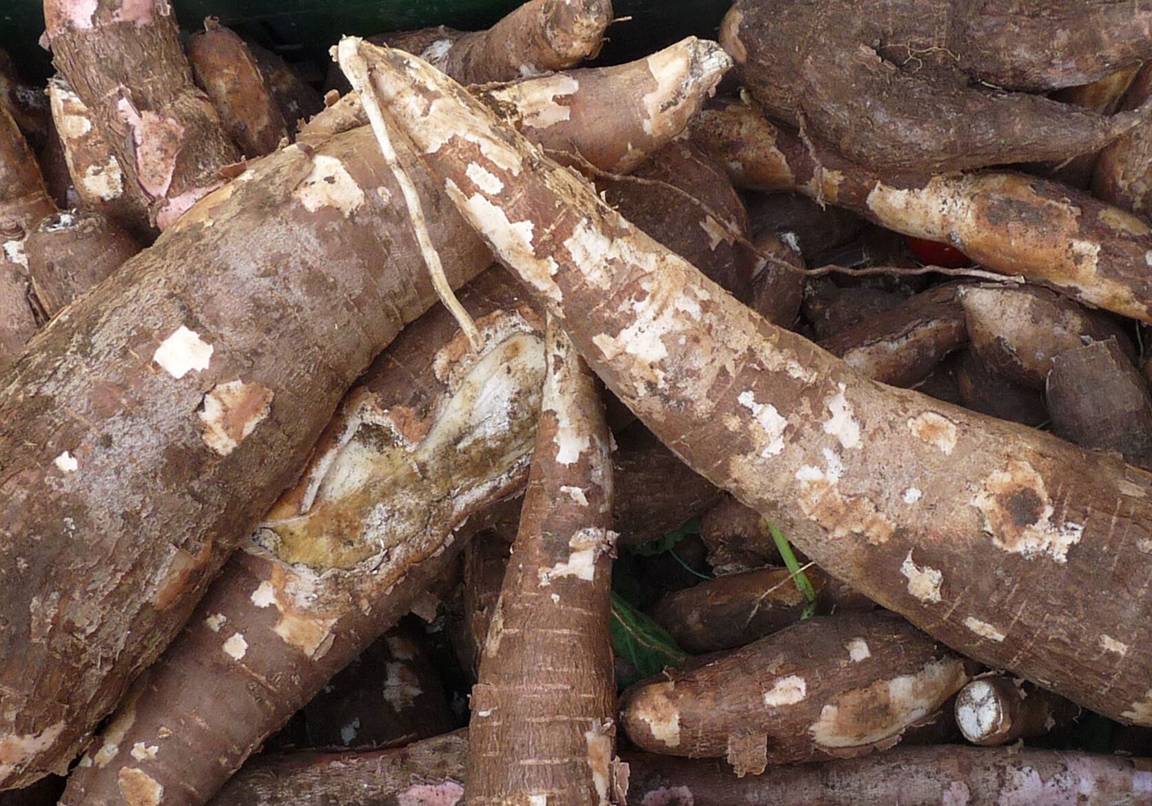 Cassava