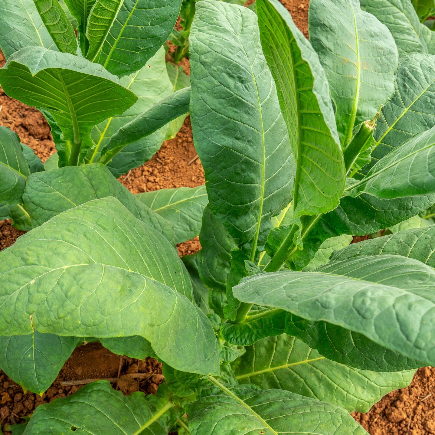 Tobacco plant