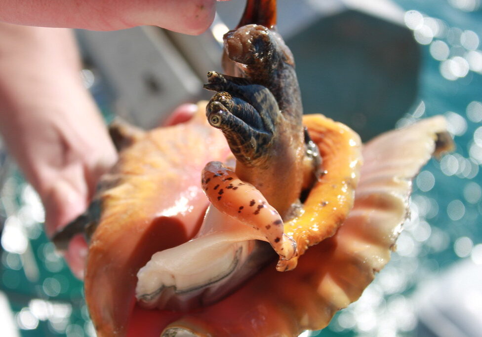 Conch in Shell